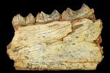 Eocene Herbivorous Mammal (Anoplotherium) Jaw Section - France #155952-1